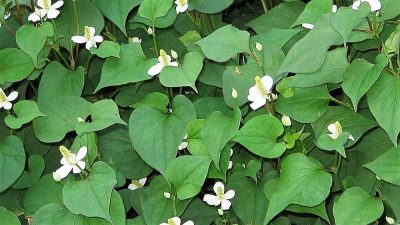 香草天国・ベトナム②のサムネイル